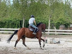 -北京群众马术培训基地