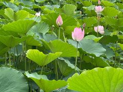 -莲花池公园