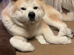 -美联众合动物医院·24h转诊中心