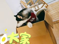 -Husky Go! 哈士奇体验馆·宠物咖啡厅狗咖