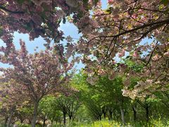 -古柏渡丰乐樱花园