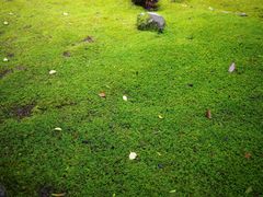 -西芳寺(苔寺)