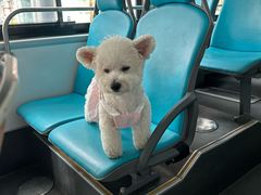 -帕帕拉兹宠物(亚洲旗舰店)