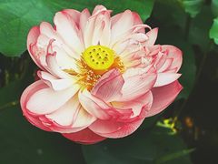 -陈家山荷花公园
