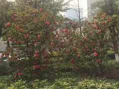 -南山植物园
