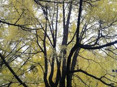 -四川大学(华西校区)