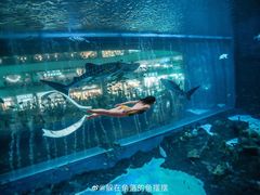 -成都浩海立方海洋公园