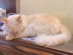 -more than meow吴止猫主题餐厅(承德 中船汇店)