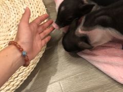 -浣熊柯尔鸭土拨鼠·电玩咖
