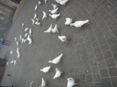 -东部华侨城