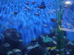 -锦艺城海洋馆