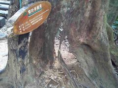 -三亚亚龙湾人间天堂鸟巢度假村