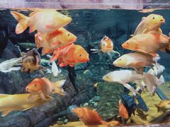 -上海海洋水族馆