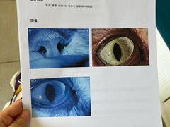 -守诺宠物医院·眼科· 特色牙科·异宠专科(虹口店)