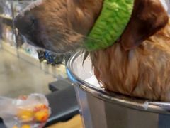 -PETKIT 小佩宠物·低压洗护·美容·寄养(安远店)