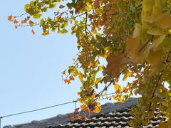 -自如ZSPACE四合院艺术餐厅
