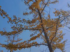 -羊亭河湿地公园