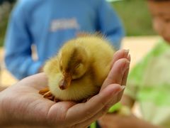 -郴州特产舜华临武鸭(郴州西站店)