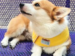 -小梁哥云吞面(黄贝岭店)