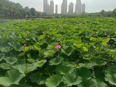 -前关湿地公园