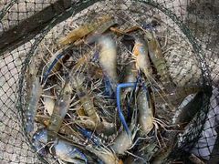 -会江钓鱼钓虾烧烤场