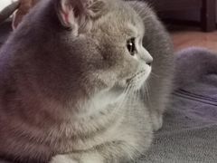 -猫大福·Fortune Cat猫舍(百子湾店)