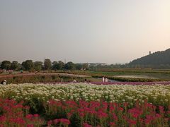 -径山花海