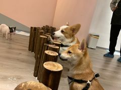 -浣熊柯尔鸭土拨鼠·电玩咖