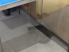 -艾贝尔宠物医院·24H转诊中心·肿瘤猫专科(江宁双龙店)