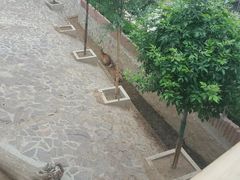 -石家庄市动物园