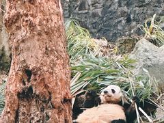 -都江堰中华大熊猫苑