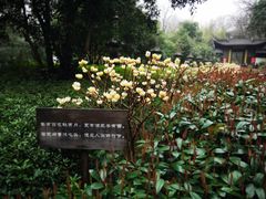 -灵隐飞来峰景区