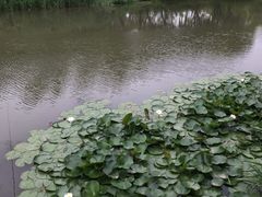 -新江湾城公园