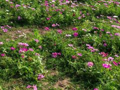 -汉长安城未央宫国家考古遗址公园