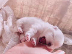 -康旭宠物医院(郑州总院)