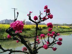 -南汇桃花村