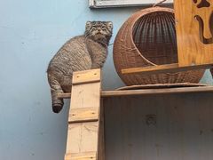 -青藏高原野生动物园