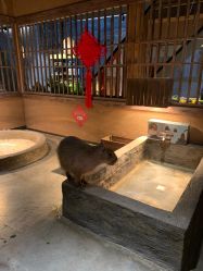 -造物庄园 萌宠纪(苏州湾歌林公园店)