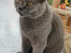 -喵园·猫主题咖啡厅·撸猫·猫咖(国贸店)