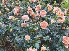 -人民公园(罗湖区)