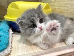 -momokira米努特·德文卷毛猫·棉花面纱犬