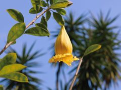 -中国科学院华南植物园
