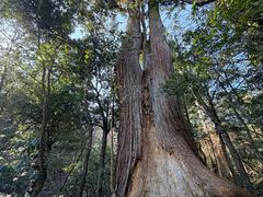 -天目山大树王景区