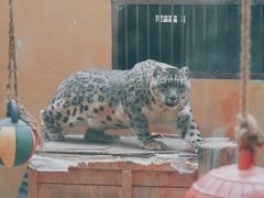 -青藏高原野生动物园