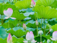 -番禺大夫山森林公园