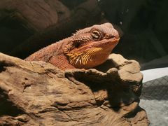 -酷以爬仙阁实体爬宠店·守宫·蜥蜴·专业繁育