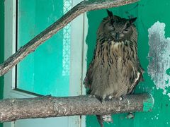 -西霞口神雕山野生动物世界