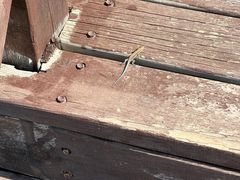 -北京十三陵国家森林公园蟒山景区