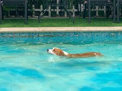 -汪说喵讲宠物乐园宠物酒店(红星美凯龙店)