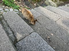 -普陀山风景区-佛顶山